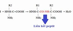 Liên Kết Peptit